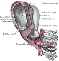 Model of human embryo 1.3 mm. long. (Splanchic mesoderm labeled at left, somatic mesoderm at top right