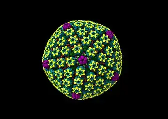 Herpes Simplex Virus 2