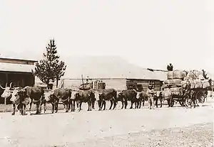 Image 39A bullock team hauling wool in Australia (from Transport)